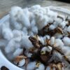 綿花の育て方 プランターで成功する方法