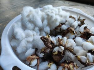 綿花の育て方 プランターで成功する方法