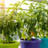プランターに植えられた万願寺とうがらしの株