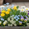 春の寄せ植えに人気の花とは？