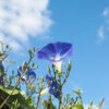 朝顔の花