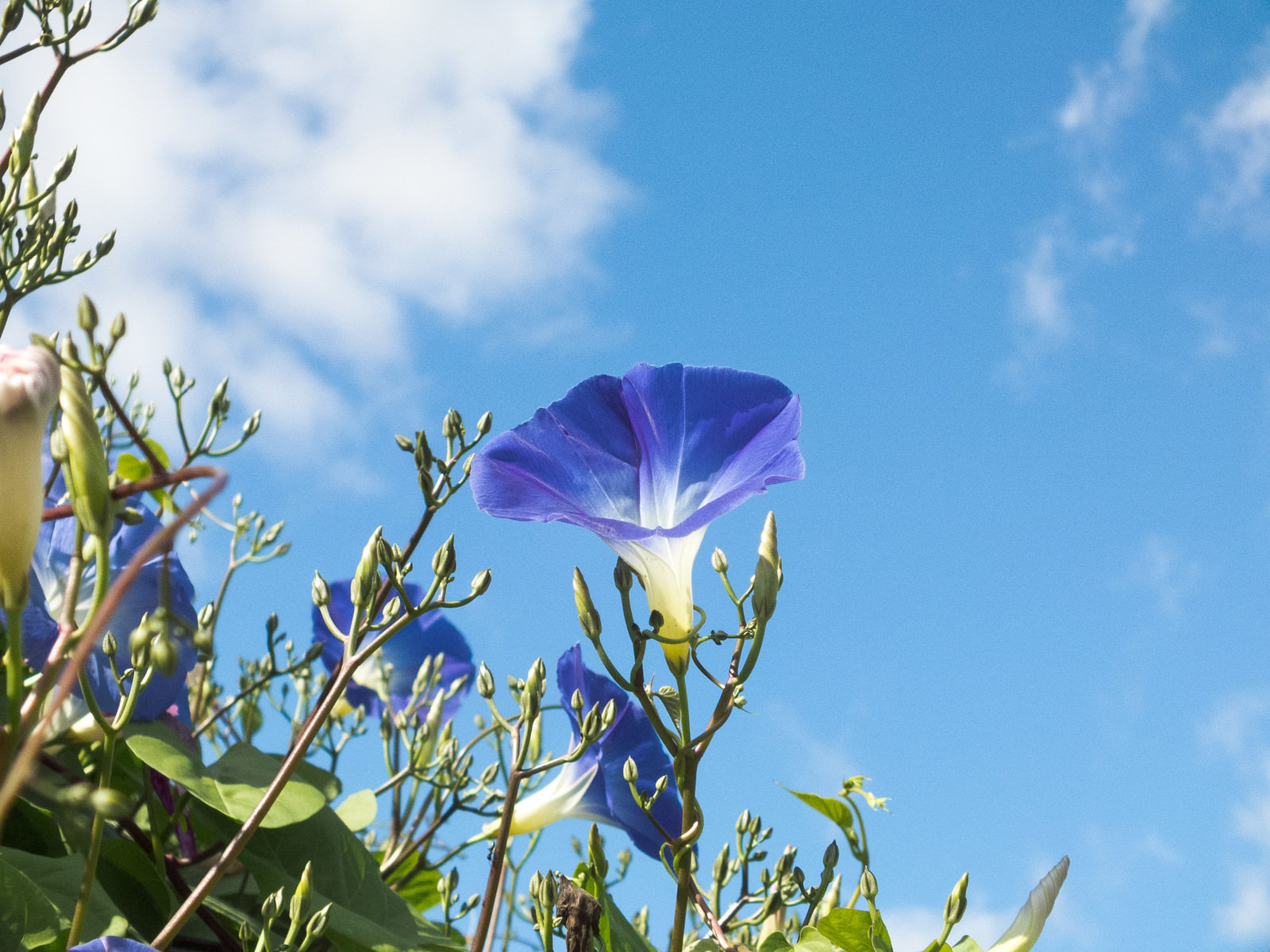 朝顔の花