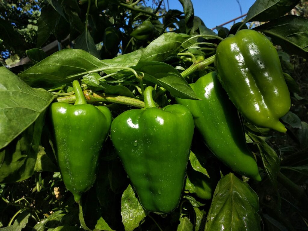 プランターで育てやすい野菜：ピーマン