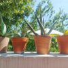 屋外プランター栽培！暑さ寒さに強い植物の選び方と育て方