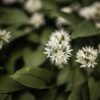 プランターで始める行者にんにく栽培｜育て方のコツと注意点