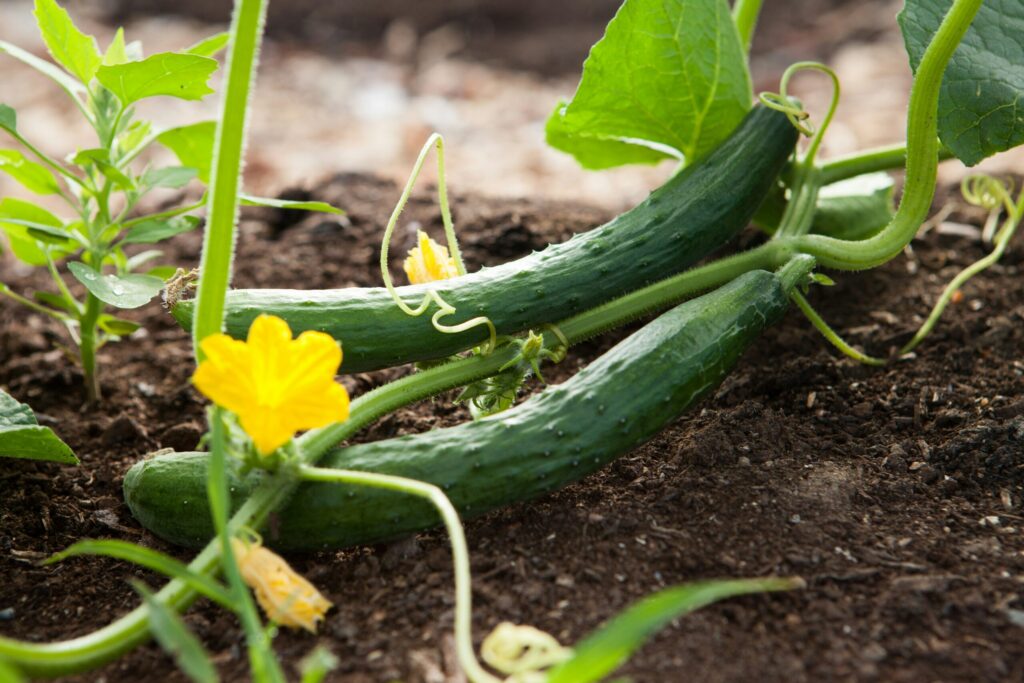 プランターで育てやすい野菜：きゅうり