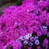 芝桜のプランター栽培ガイド｜失敗しない育て方と年間管理