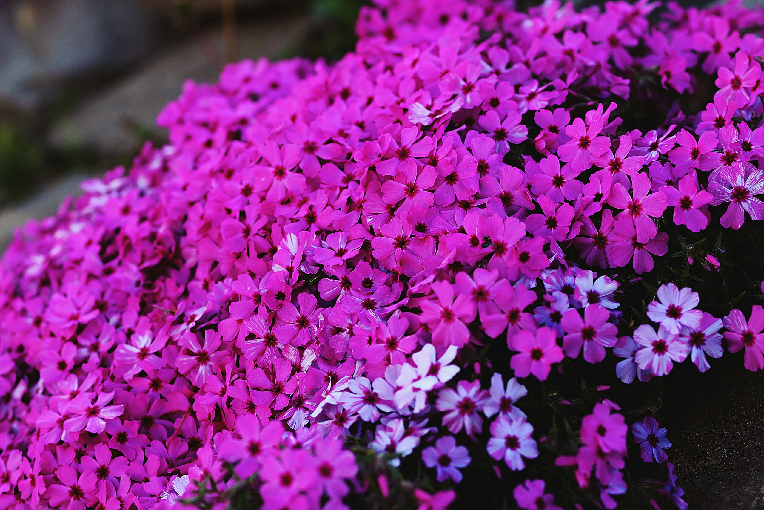 芝桜のプランター栽培ガイド｜失敗しない育て方と年間管理