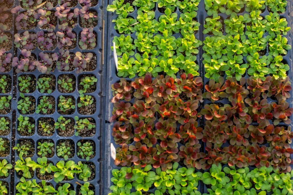 プランターで野菜苗の植え方完全ガイド