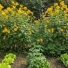 菊芋栽培はプランターが正解！失敗しない育て方と収穫のコツ