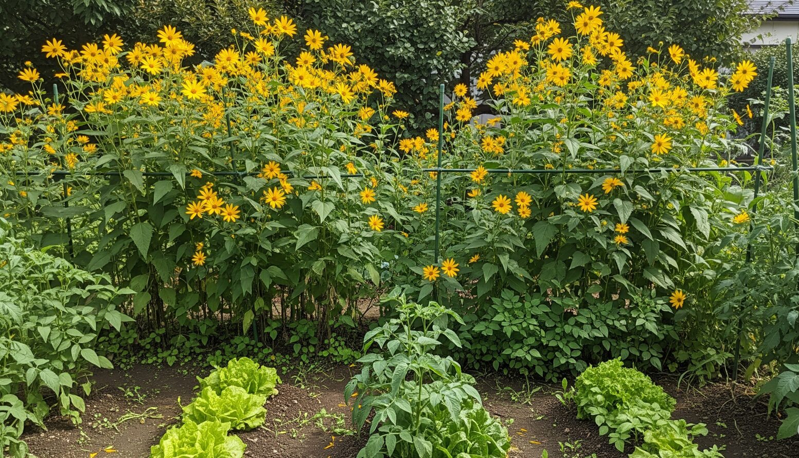 菊芋栽培はプランターが正解！失敗しない育て方と収穫のコツ