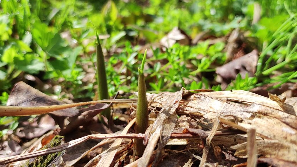 植え付け2年目以降の収穫量