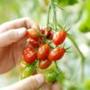 ミニトマト 7月に植える