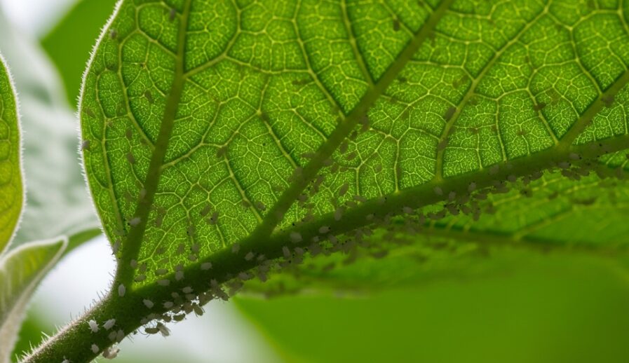 葉の裏に付く白いものは害虫かも