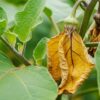 ナスの葉っぱが黄色い原因は？病気や対策を写真で解説
